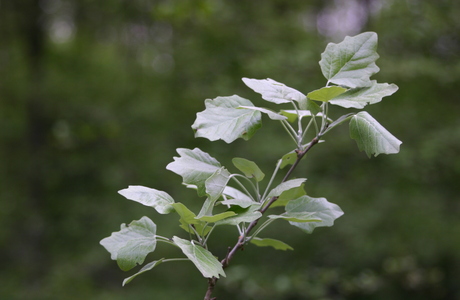 Silberpappel (Populus alba) - © Emanuel Trummer